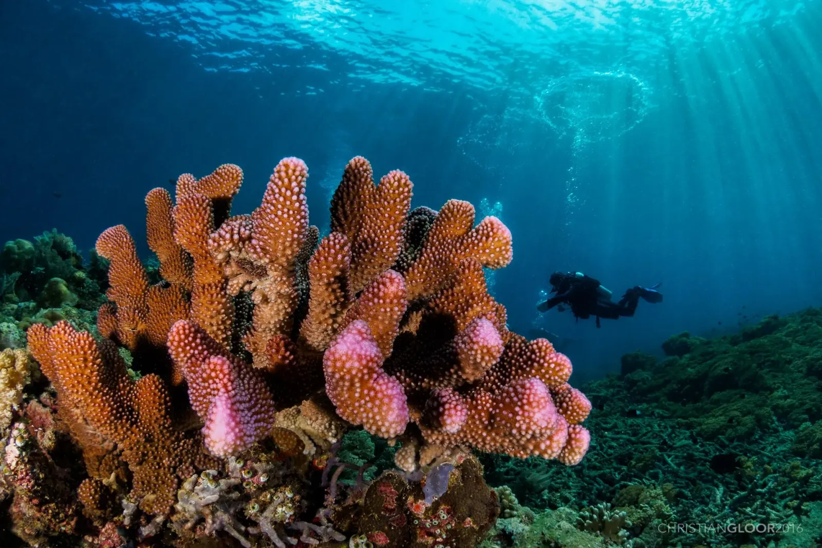 Bunaken · Dans le grand bleu