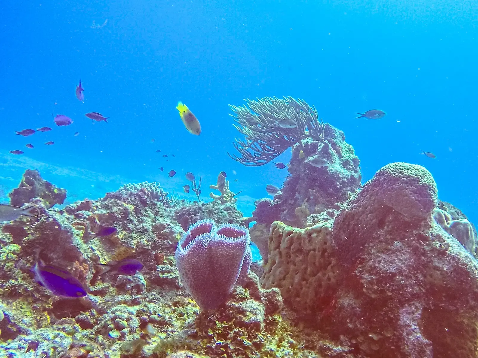 Cozumel · Le récif des Caraïbes