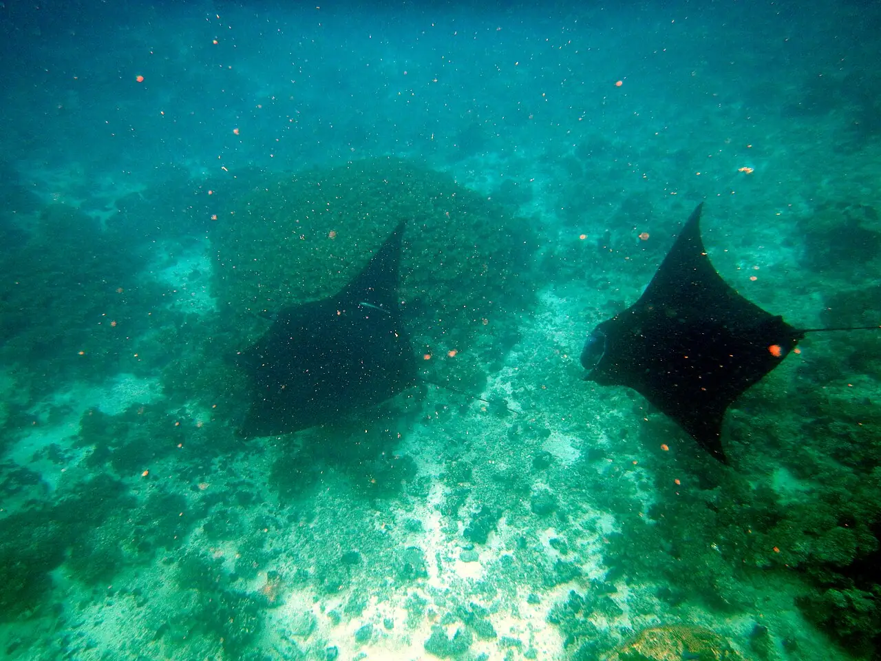 Passage des raies manta — Drawaqa