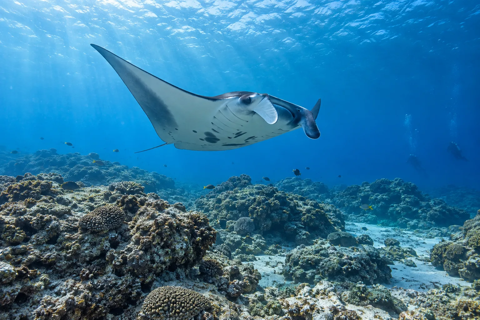 Manta Scramble