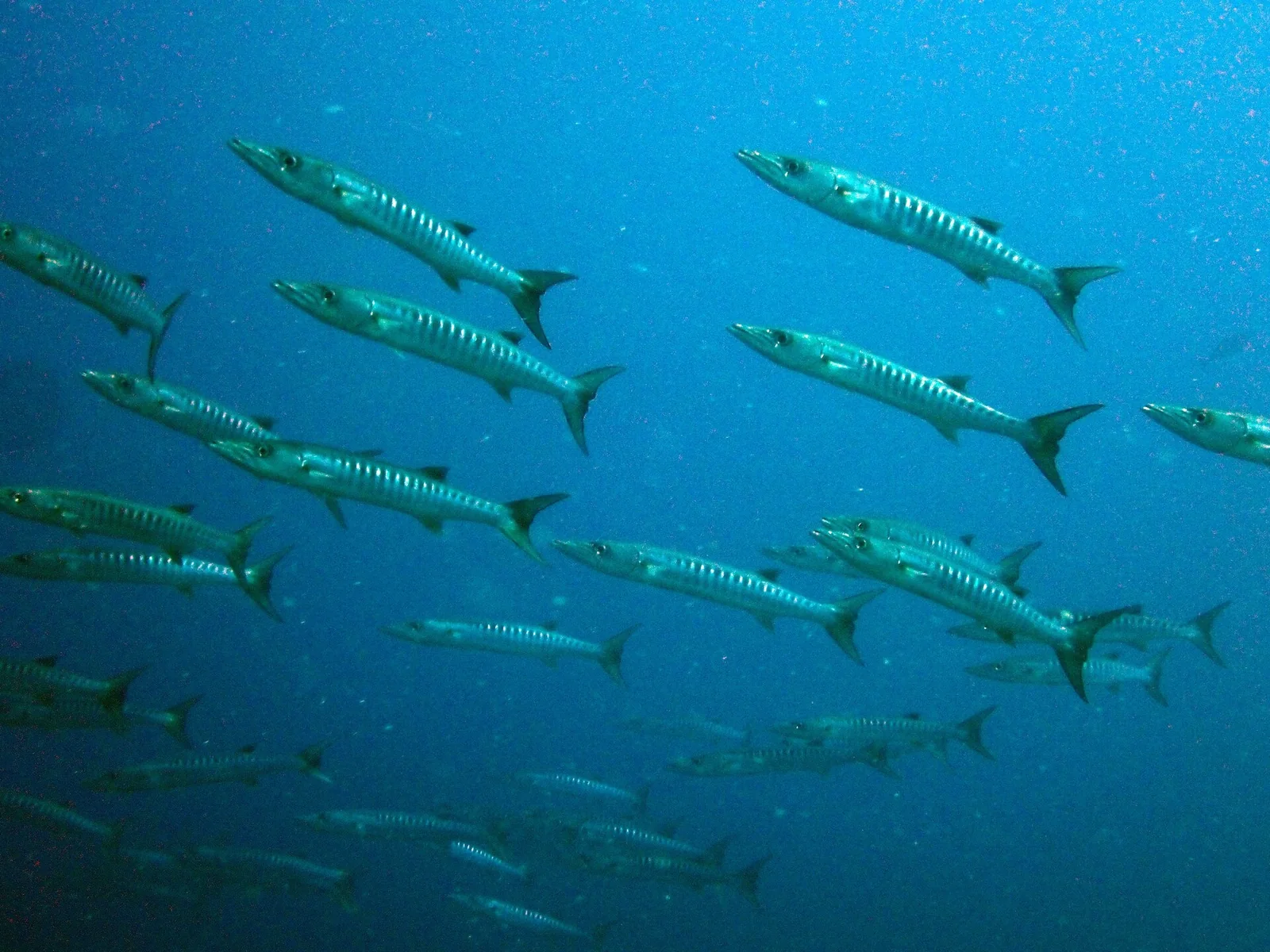 Kavieng