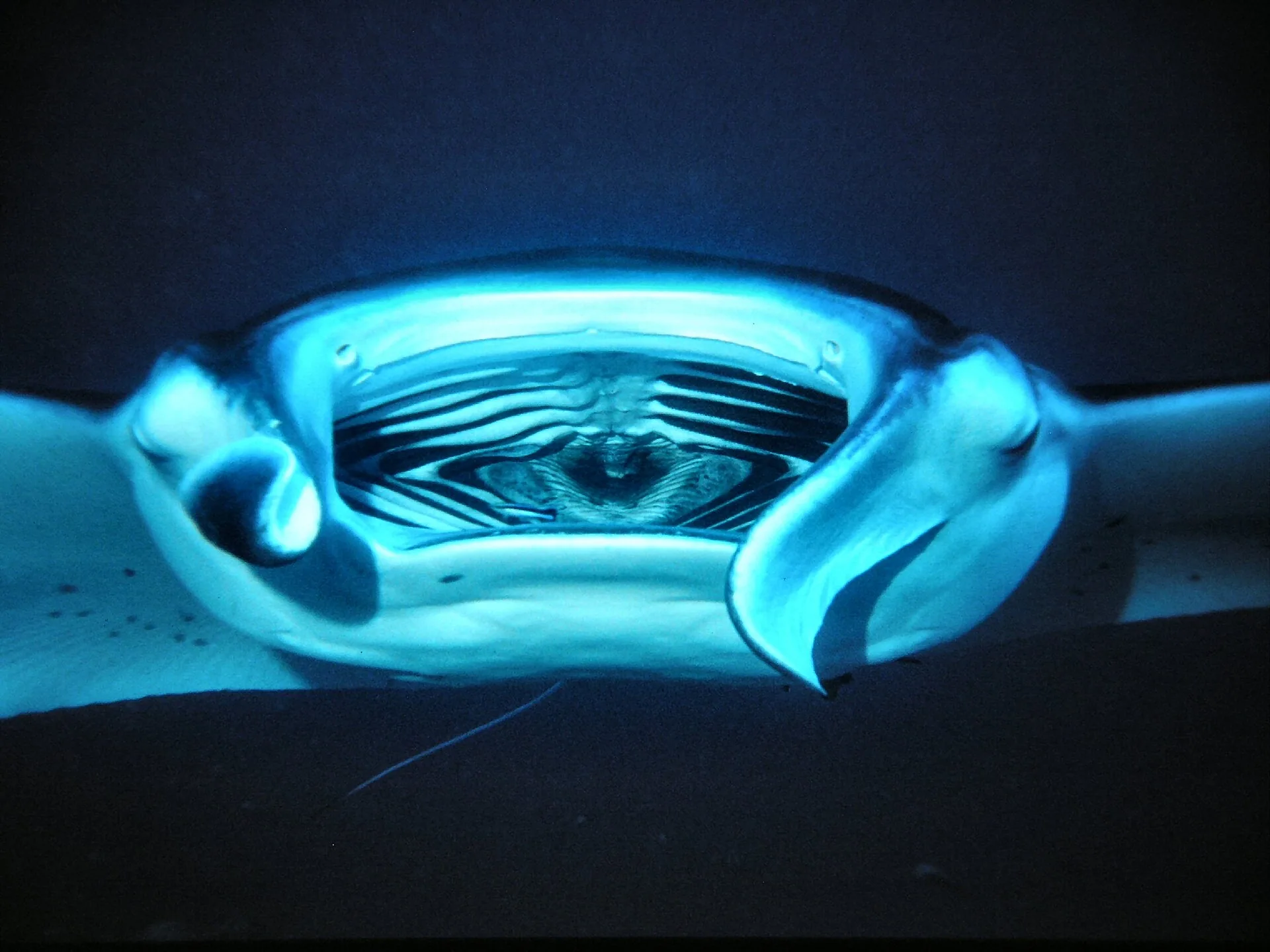Atoll d'Ari · Face à une manta