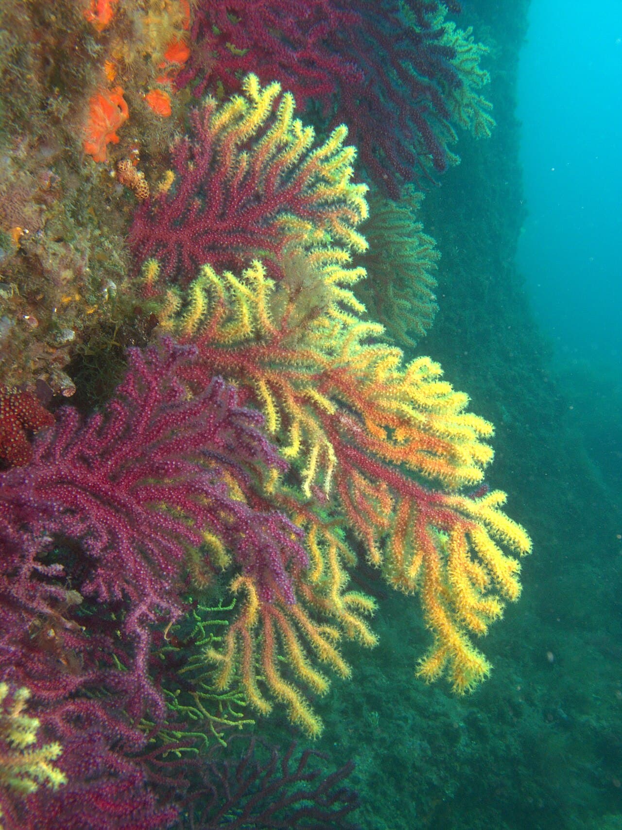 Îles Medes