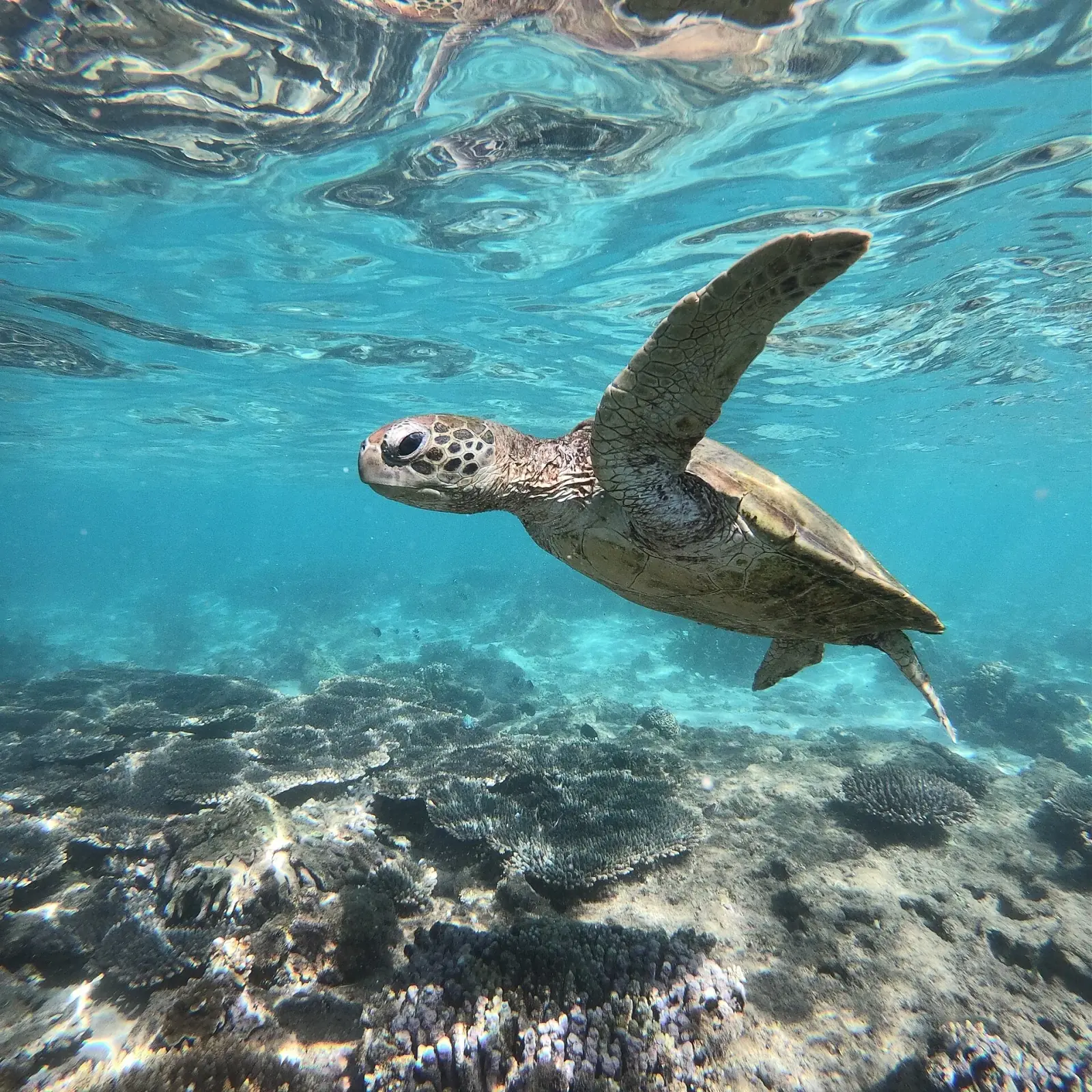 Ningaloo Reef · À hauteur de tortue