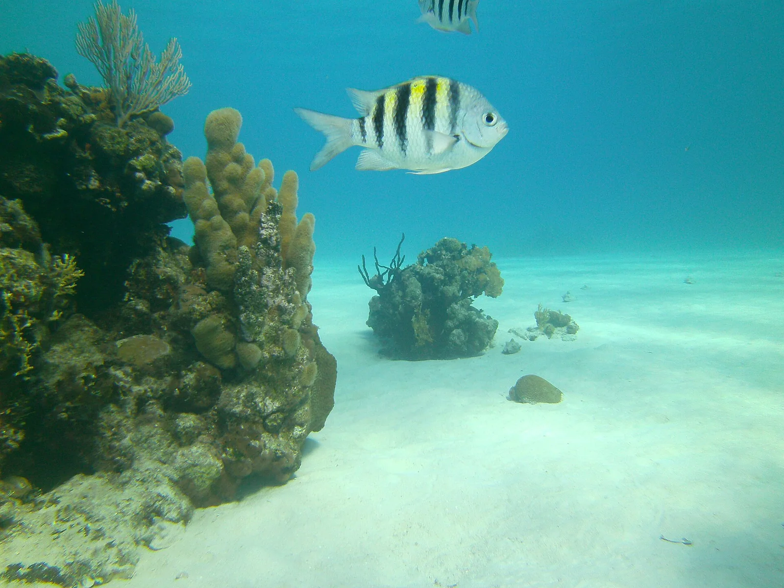 Punta Perdiz — Baie des Cochons