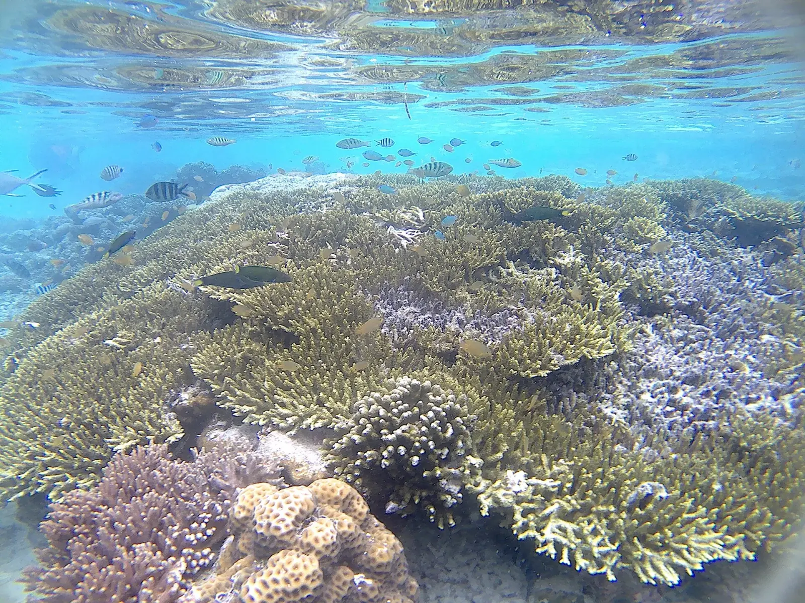Raja Ampat · Juste sous la surface