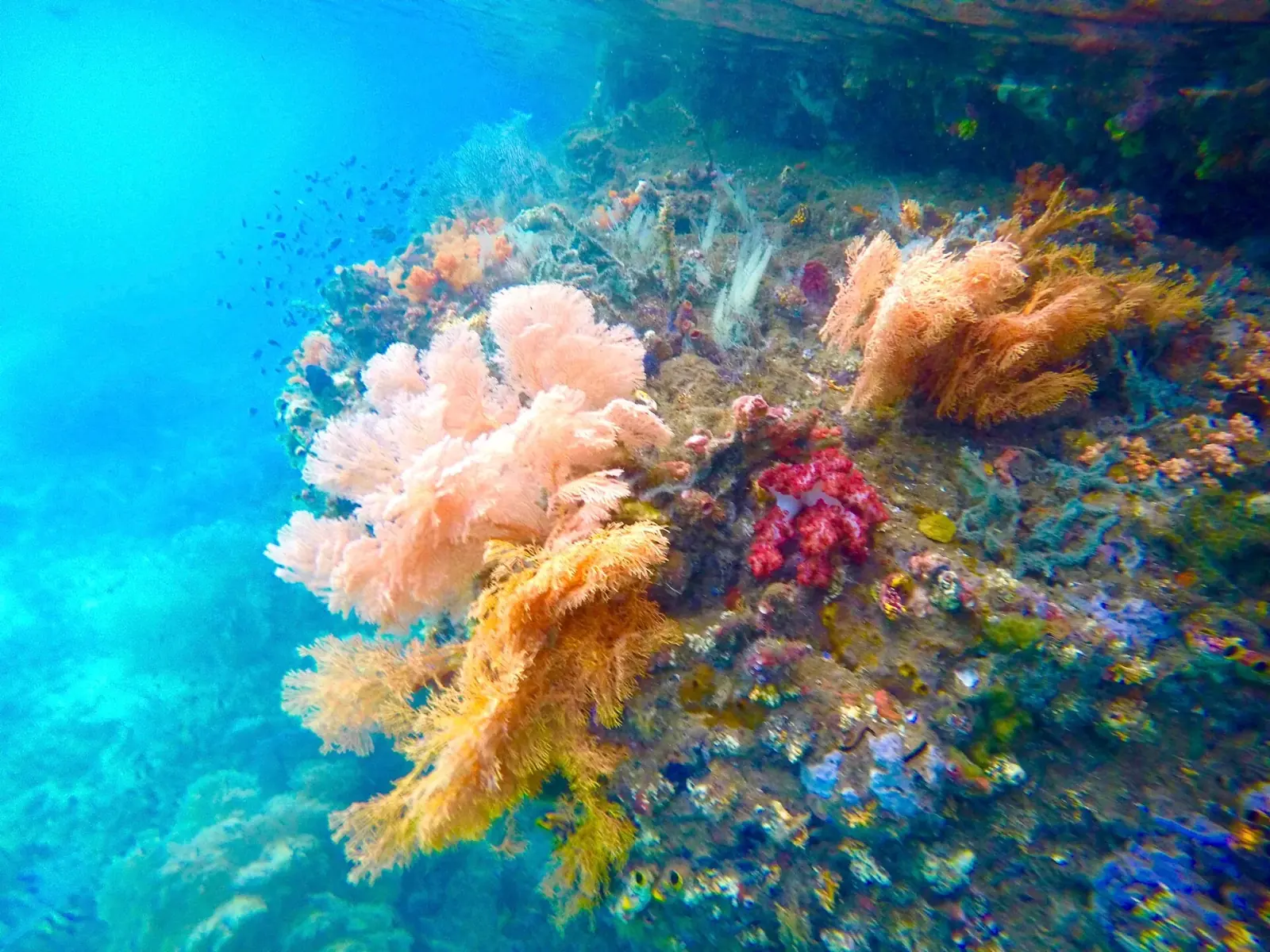 Raja Ampat · Le passage