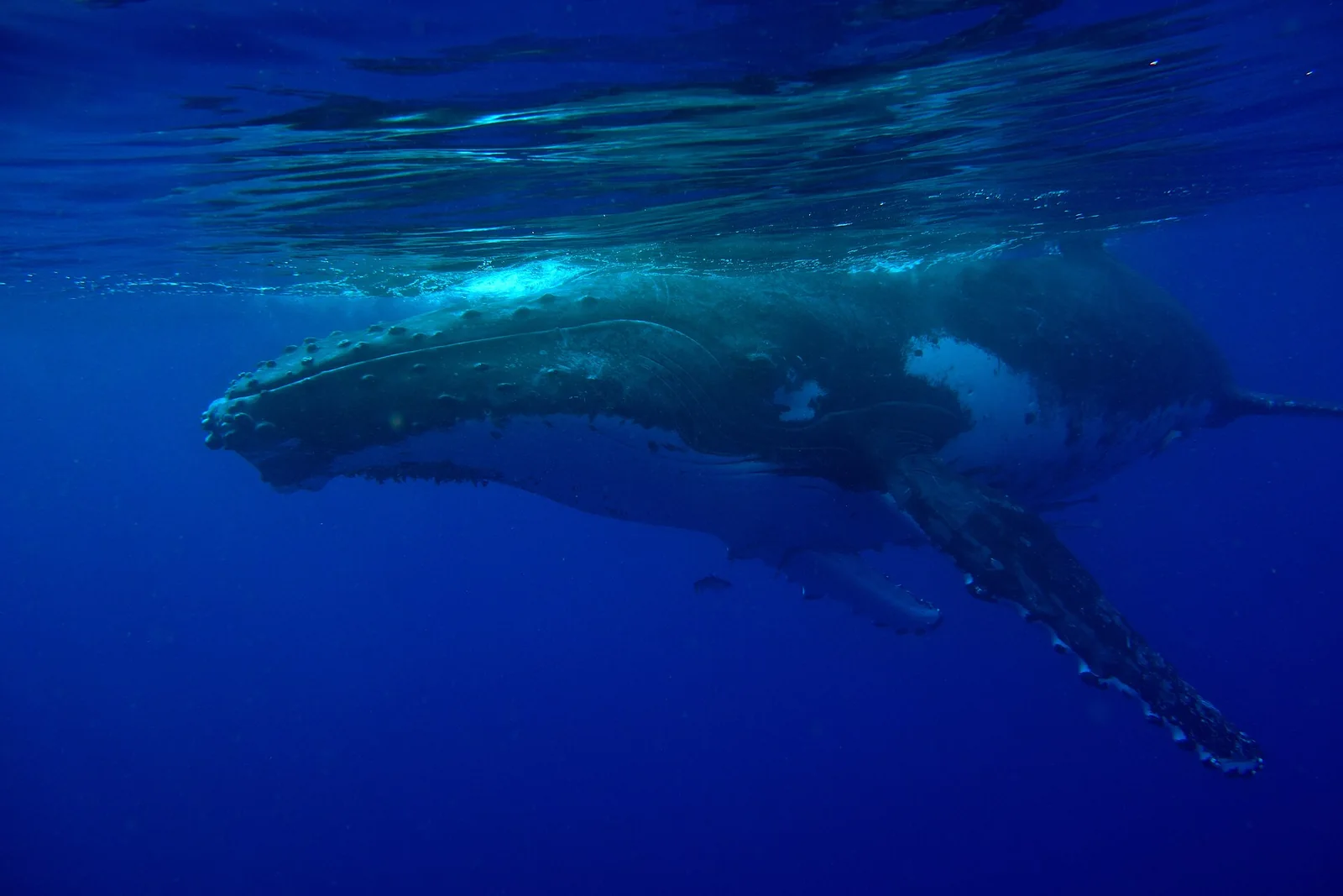 Vavaʻu