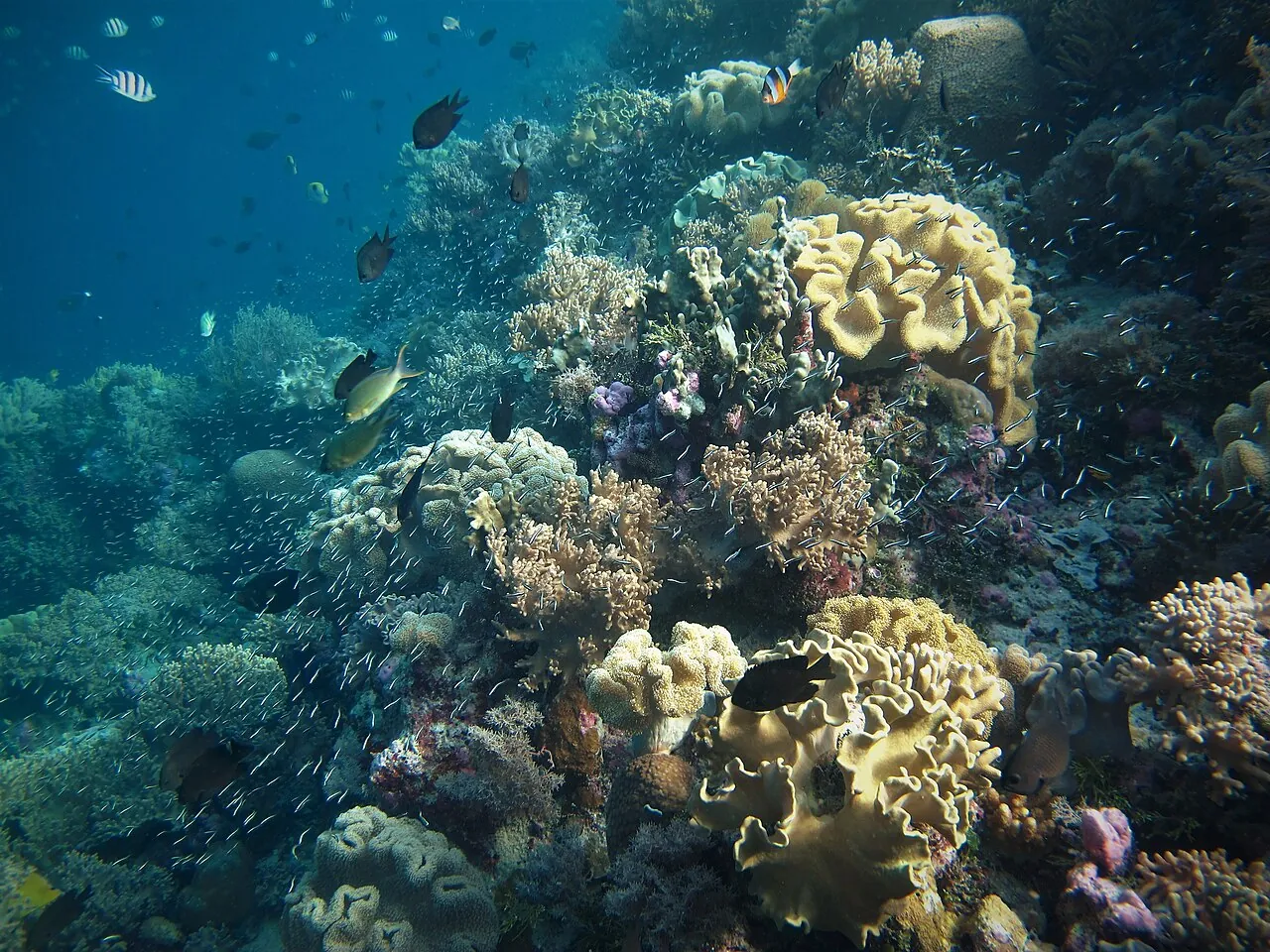 Wakatobi